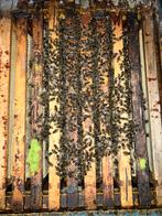 F1 buckfast Bijenvolken, Bijen