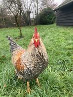Gratis haan!, Dieren en Toebehoren, Mannelijk, Kip