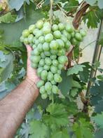 druivenstruik tafeldruif, Tuin en Terras, Planten | Fruitbomen, Volle zon, 100 tot 250 cm, Ophalen of Verzenden, Bloeit niet