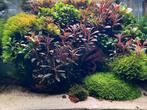 RUILEN/TE KOOP Bucephalandra stekjes - v.a. €2,50, Dieren en Toebehoren, Ophalen of Verzenden, Zo goed als nieuw, Plant(en), Steen of Hout