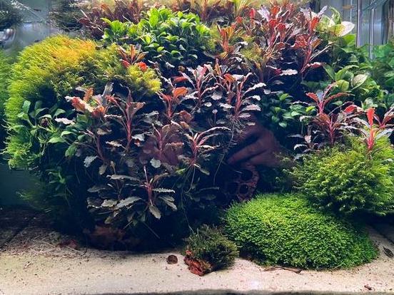 RUILEN/TE KOOP Bucephalandra stekjes - v.a. €2,50, Dieren en Toebehoren, Vissen | Aquaria en Toebehoren, Zo goed als nieuw, Plant(en), Steen of Hout