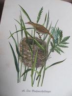 Fritz Kredel. Das kleine Buch der Vögel und Nester 1934, Ophalen of Verzenden, Gelezen, Natuur algemeen