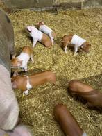 Biggen, Dieren en Toebehoren, Schapen, Geiten en Varkens, Mannelijk, Schaap