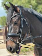 Super leuke 4 jarige ruin! Fijn bewegen!, Gechipt, Ruin, M, Dressuurpaard