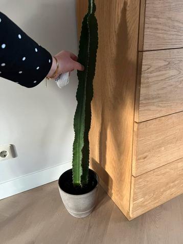 Echte cactus incl pot plant cactus binneplanten beschikbaar voor biedingen
