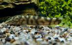 Hobbyaquarium Botia Lohachata / marmerbotia , Dieren en Toebehoren, Vis, Zoetwatervis, Schoolvis