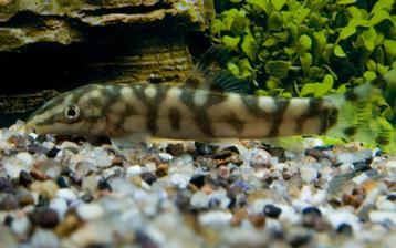 Hobbyaquarium Botia Lohachata / marmerbotia  beschikbaar voor biedingen