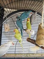 Halsband parkieten | Jonge dieren | Passend advies, Meerdere dieren, Parkiet, Tam