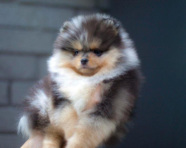 Pomeriaan pup reutje Merle met bear type – te reserveren, Dieren en Toebehoren, Honden | Poolhonden, Keeshonden en Oertypen, Reu