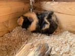 2 stuks cavia’s van ongeveer 8 maanden, Cavia, Mannelijk, November, Tam