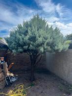 Blauwgroene Eyecatcher op Stam – Gezonde Jeneverbes /cipres, Tuin en Terras, Ophalen