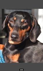 Gevraagd teckel teefje standaard.., Dieren en Toebehoren, Honden | Teckels en Dashonden, Standaard, Korthaar, Teef, Eén hond