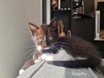 Ragdoll x Europees korthaar kittens, Poes, Ontwormd, 0 tot 2 jaar