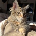 Lieve kitten zoekt nieuw huisje, Dieren en Toebehoren, Katten en Kittens | Raskatten | Langhaar, Poes, Ontwormd, 0 tot 2 jaar