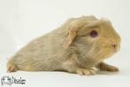 Beige otter saffraan witte peruvian cavia (california beige?, Dieren en Toebehoren, Knaagdieren, Cavia, Mannelijk, Tam, September