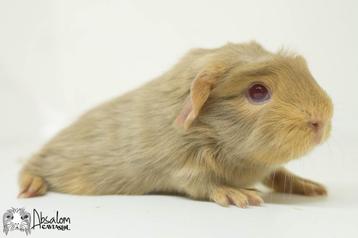 Beige otter saffraan witte peruvian cavia (california beige? beschikbaar voor biedingen