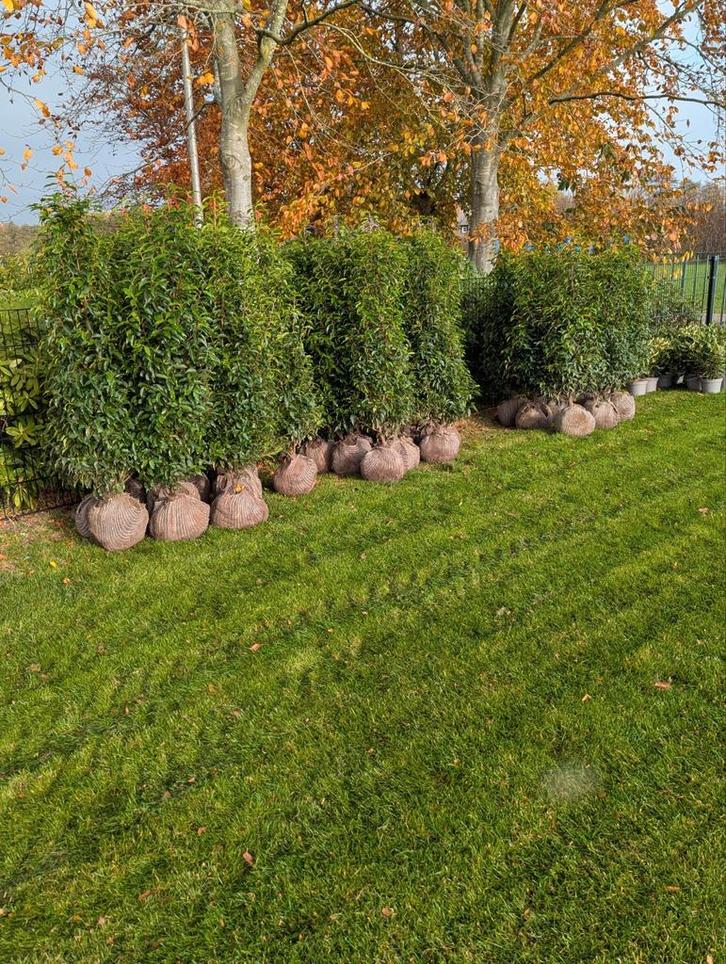 Portugese laurier/ Prunus lucitanica  160 cm, Tuin en Terras, Planten | Struiken en Hagen, Laurier, 100 tot 250 cm, Ophalen