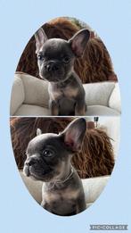 Franse Bulldog pups, CDV (hondenziekte), 8 tot 15 weken, Bulldog, Meerdere