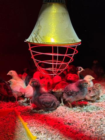 Kuikens te koop beschikbaar voor biedingen
