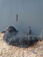 2 jonge hennen + gratis haantje (australorp x ameraucana), Meerdere dieren, Kip