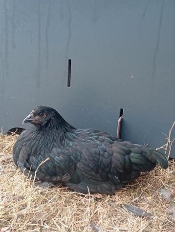 2 jonge hennen + gratis haantje (australorp x ameraucana) beschikbaar voor biedingen