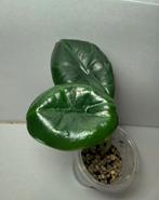 Alocasia Nebula (5), Huis en Inrichting, Kamerplanten, Ophalen of Verzenden, Halfschaduw, Minder dan 100 cm