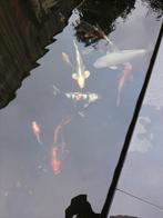 Koi karpers, Karper of Koi