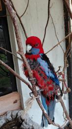 Pennantrosella, Dieren en Toebehoren, Vogels | Parkieten en Papegaaien, Geslacht onbekend, Parkiet