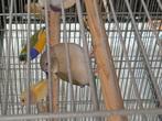 Gouldamadine als goed is een pop, Dieren en Toebehoren, Vogels | Kanaries, Meerdere dieren, Kleurkanarie