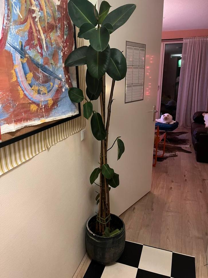Grote Ficus Elastica (Indische Rubberboom) inclusief pot, Huis en Inrichting, Kamerplanten, Ficus, 150 tot 200 cm, Groene kamerplant