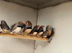 Kleine Zebravinken - Meerdere koppels, Meerdere dieren