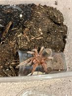 Grammostola rosea