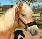 Mooie haflinger ruin Arko van de Doezehoeve, Dieren en Toebehoren, Pony's, Gechipt, Ruin, 0 tot 2 jaar, Onbeleerd