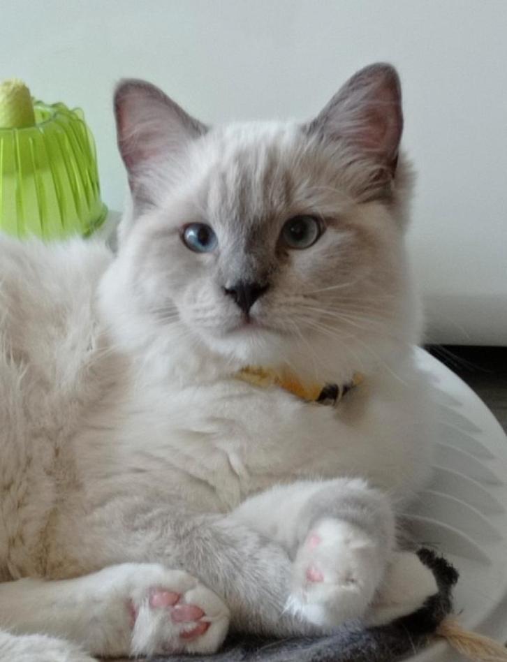 Ragdoll katertje met stamboom, Dieren en Toebehoren, Katten en Kittens | Dekkaters, 0 tot 2 jaar