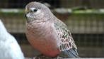 Bourke parkiet pop, Dieren en Toebehoren, Vogels | Parkieten en Papegaaien, Parkiet, Vrouwelijk