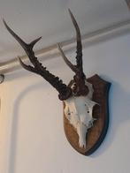 Gewei Reebok 1, Verzamelen, Dierenverzamelingen, Ophalen of Verzenden, Zo goed als nieuw, Hert, Gewei of Kop