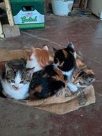 Lieve boerderijkittens, Dieren en Toebehoren, Meerdere dieren