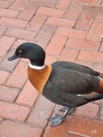 Australische casarca  broedeieren  kuikens  gezocht  en, Dieren en Toebehoren, Geslacht onbekend, Kip