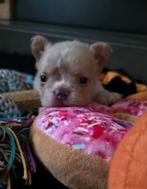 🥰Prachtige unieke combinatie x fluffy franse bulldog pups🥰, Bulldog, Meerdere, Meerdere dieren, Nederland