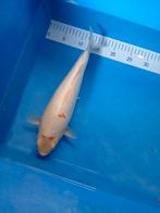 Japanse koi, Dieren en Toebehoren, Vissen | Vijvervissen, Karper of Koi