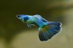 guppen, Dieren en Toebehoren, Vissen | Aquariumvissen, Vis, Zoetwatervis