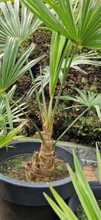 Palmbomen  Prachtige planten!!  klein en groter, In pot, Minder dan 100 cm, Zomer, Volle zon