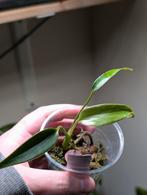 Monstera Burle Marx Flame  B, Huis en Inrichting, Kamerplanten, Ophalen, Halfschaduw, Minder dan 100 cm