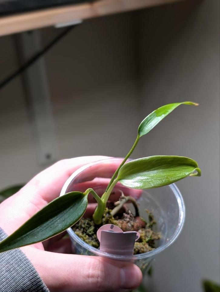 Monstera Burle Marx Flame  B, Huis en Inrichting, Kamerplanten, Minder dan 100 cm, Halfschaduw, Ophalen