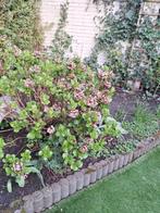 Mooie hortensia, Tuin en Terras, Planten | Tuinplanten, Ophalen