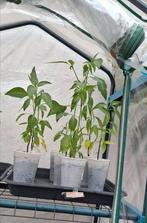 Planten, Tuin en Terras, Planten | Tuinplanten, Ophalen, Zomer, Groenteplanten, Volle zon