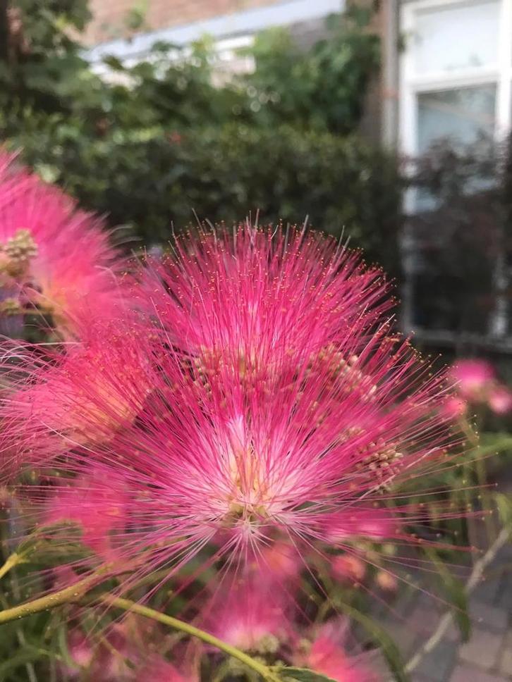 Albizia julibrissin boubri ombrella / slaapboom, Tuin en Terras, Planten | Bomen, Bolboom, 250 tot 400 cm, Volle zon, Zomer, In pot