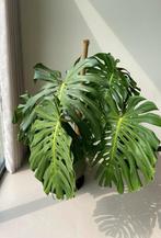 Monstera Deliciosa plant groot, Groene kamerplant, Ophalen, Overige soorten, 150 tot 200 cm