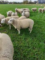 te koop: dekrammen, Dieren en Toebehoren, Schapen, Geiten en Varkens, Mannelijk, Schaap, 0 tot 2 jaar