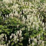 TIARELLA WHERRYI  winterharde bodembedekker., Ophalen, Overige soorten, Volle zon